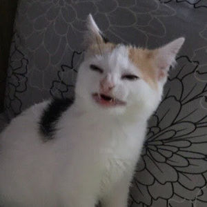 Meet your Posher, Peter